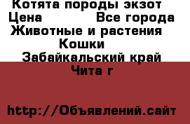 Котята породы экзот › Цена ­ 7 000 - Все города Животные и растения » Кошки   . Забайкальский край,Чита г.